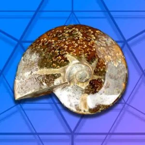 Ammonite