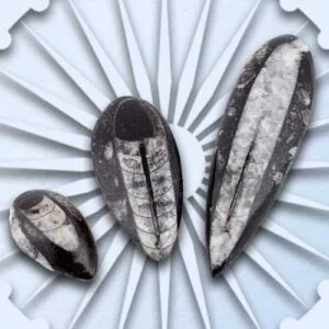 Orthoceras