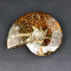 Fossils