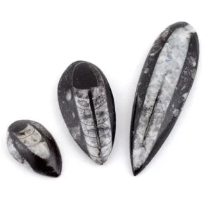 Orthoceras Fossil from Madagascar